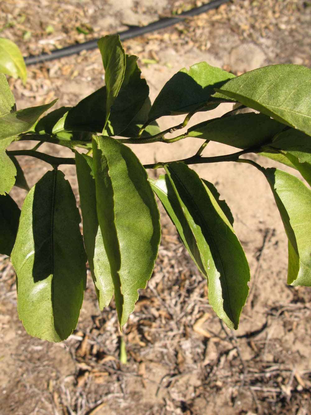            Sun leaves (Winter Haven, FL)   